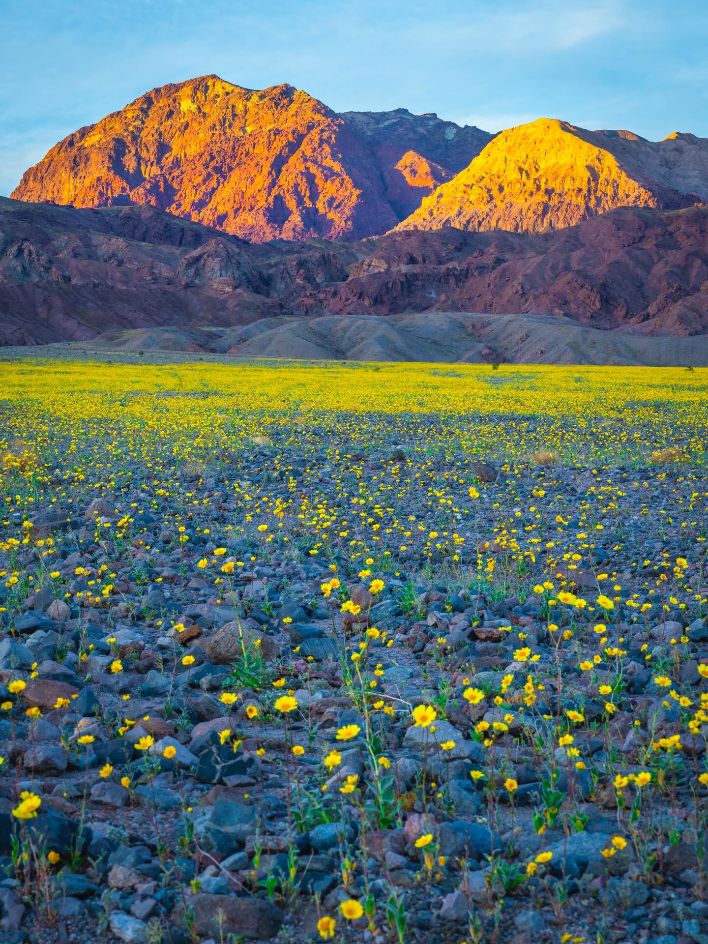 Desert gold wildflowers at sunset with alpenglow on the mountains