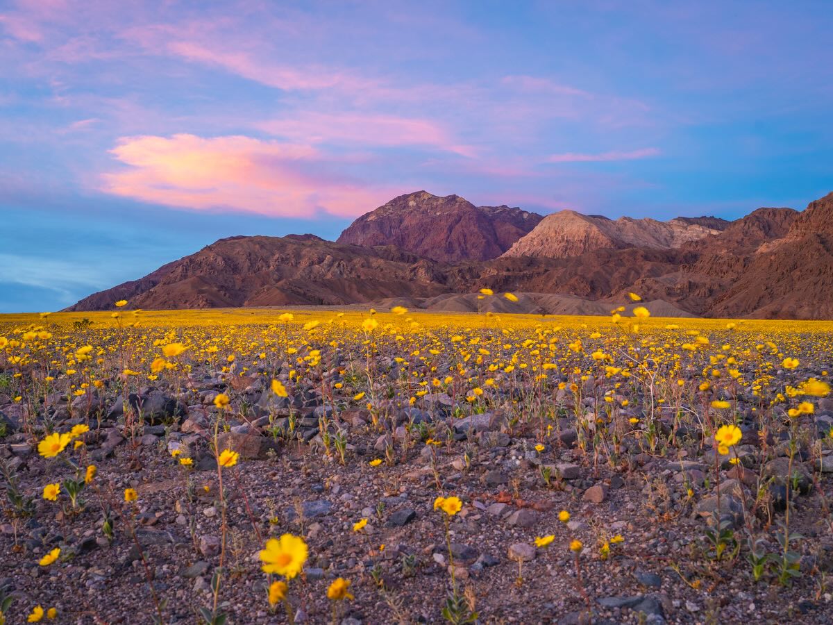 Death Valley Super Bloom sunset wildflowers