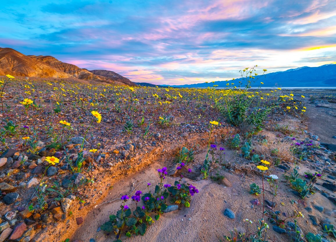 Desert gold wildflowers against mountain backdrop