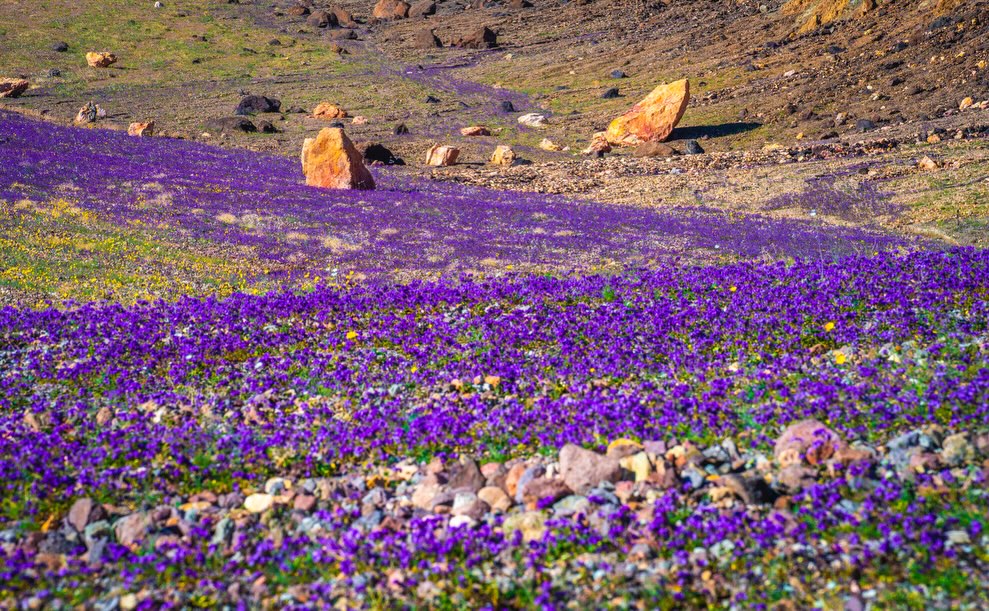 Purple phacelia wildflowers blanketing a rocky hillside