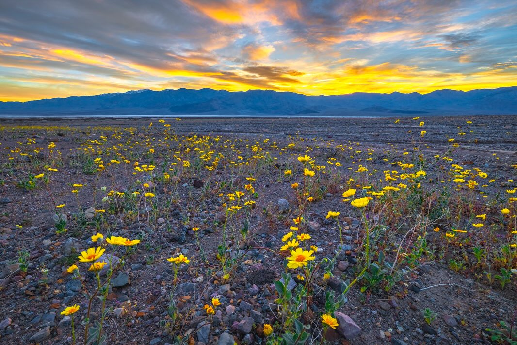 Wildflower field in Death Valley