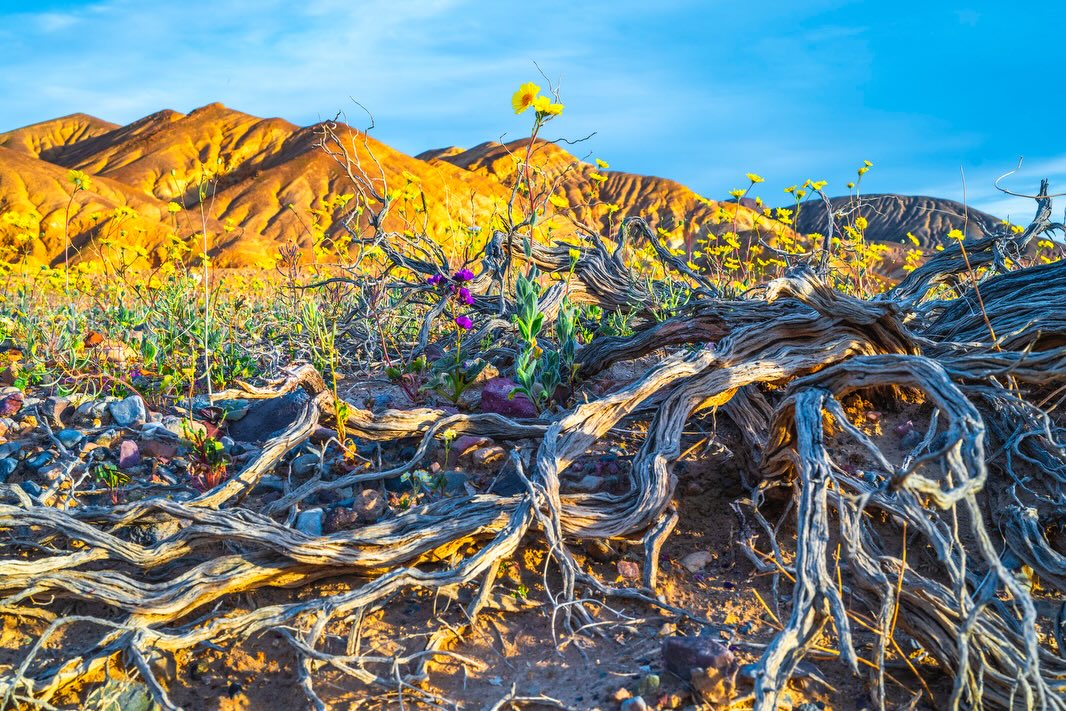 Wildflower field in Death Valley