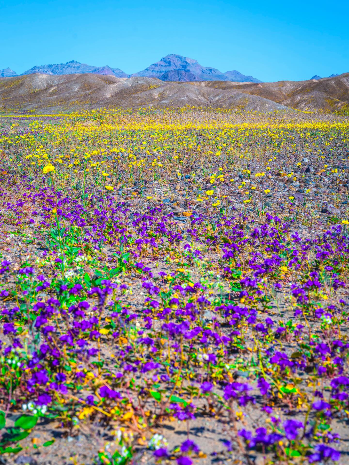 Wildflower field in Death Valley